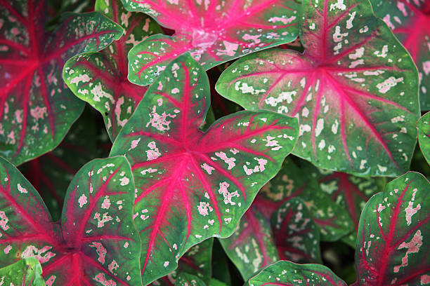 istock colorful tropical foliage background 488151414