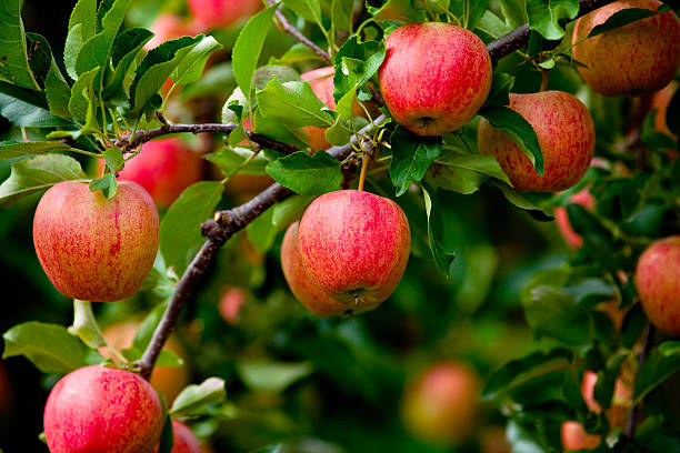 istock Organic red ripe apples on the orchard tree with leaves 488152454