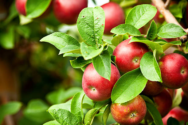 istock Organic red ripe apples on the orchard tree with leaves 488152584