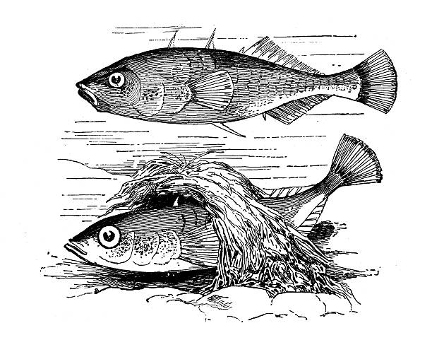 Antique illustration of three-spined stickleback (Gasterosteus aculeatus) and its nest Antique illustration of the three-spined stickleback (Gasterosteus aculeatus) and its nest spined stock illustrations
