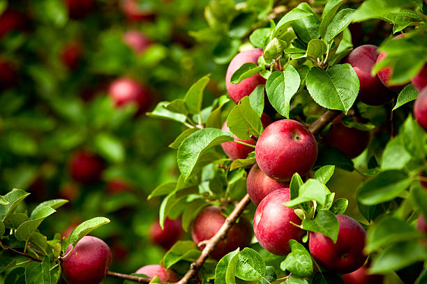 bio rote reife äpfel auf der orchard baum mit blüten - orchard stock-fotos und bilder