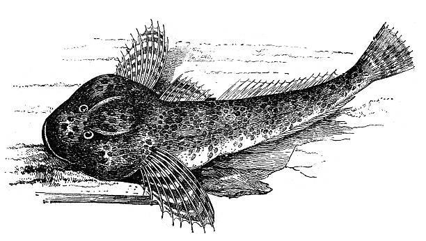 Antique illustration of the bullhead (Cottus gobio) Antique illustration of the bullhead (Cottus gobio), a freshwater fish of the Cottidae family. It's a type of sculpin and ist is also known as the miller's thumb, freshwater sculpin, common bullhead and European bullhead. bullhead fish stock illustrations