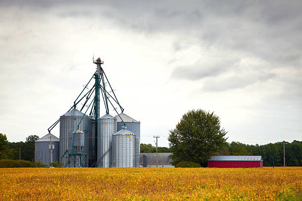 Metal  Silos in Soybean Field with Clouds in the Sky.