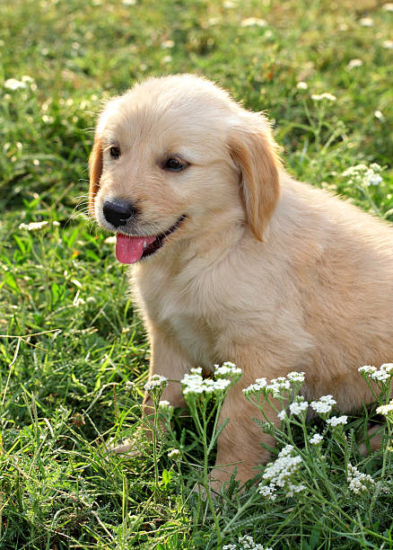 istock Young golden retriever 488153090