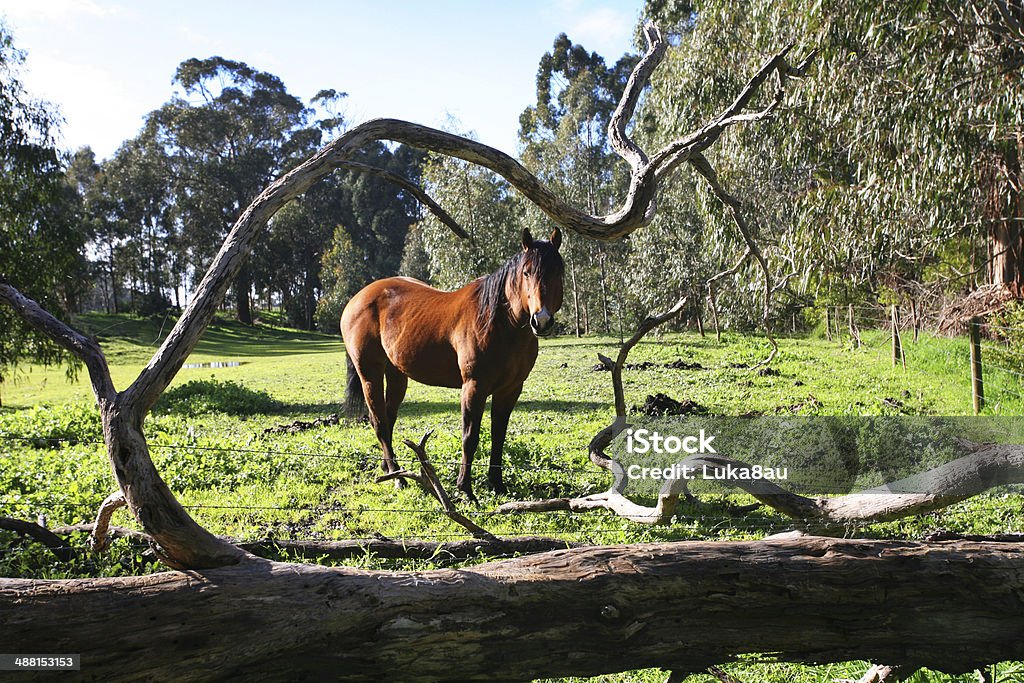 Cavalo em um campo - Royalty-free Animal Foto de stock