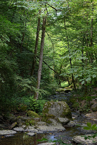 istock Ehrbach Canyon Stream at Brodenbach (Mosel River) 488153466