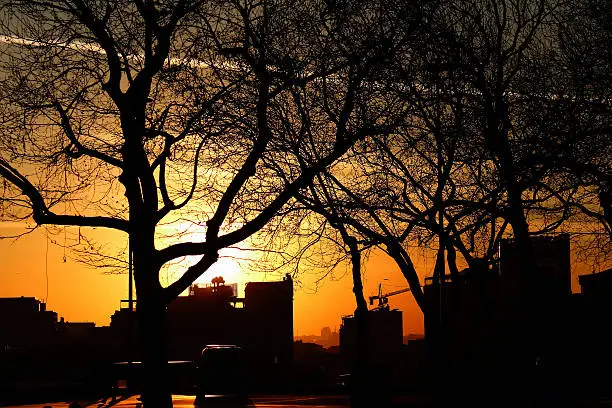 Sunset scene from Gezi Park with tree and cityscpace silhouette.