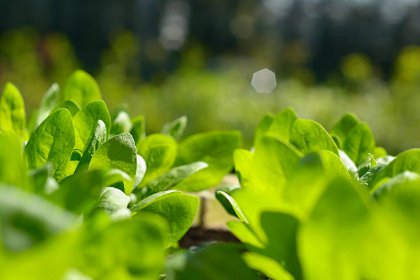 verdure organiche fatti in casa - new life plant image saturated color foto e immagini stock