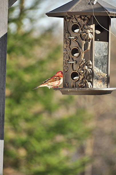 istock House finch 488154617