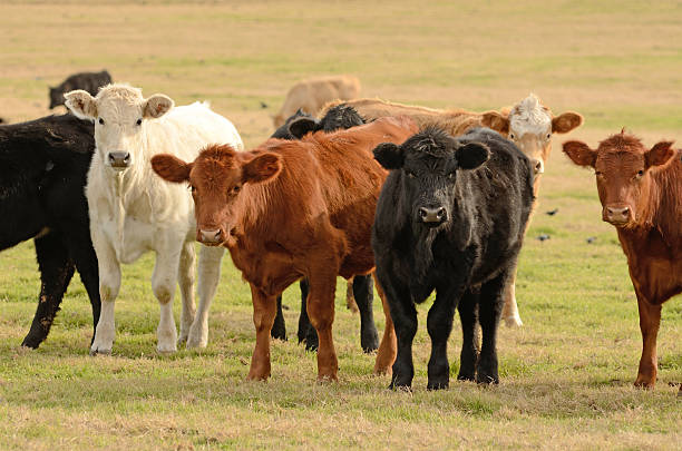 Feed Steers stock photo