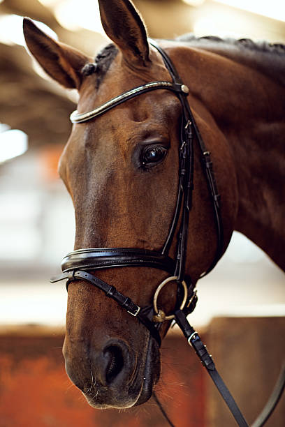 istock close up of horse 488154906