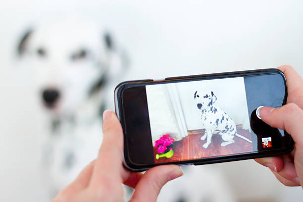istock My pet is cuter than yours! 488154976