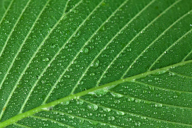 Macro leaf image with water droplets stock photo