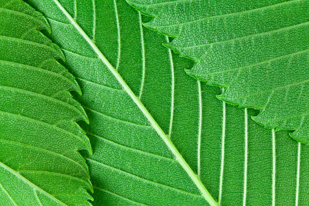 Three Leaf Pattern stock photo