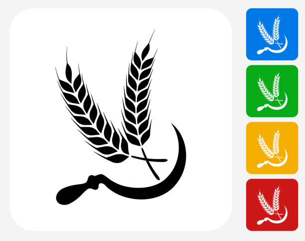 Wheat Icon Flat Graphic Design Wheat Icon. This 100% royalty free vector illustration features the main icon pictured in black inside a white square. The alternative color options in blue, green, yellow and red are on the right of the icon and are arranged in a vertical column. Scythe stock illustrations