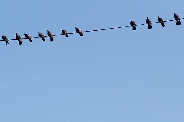 istock pigeons sitting on telephone wire 488155137