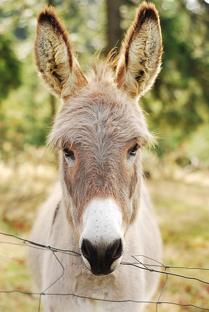 Curious Donkey stock photo