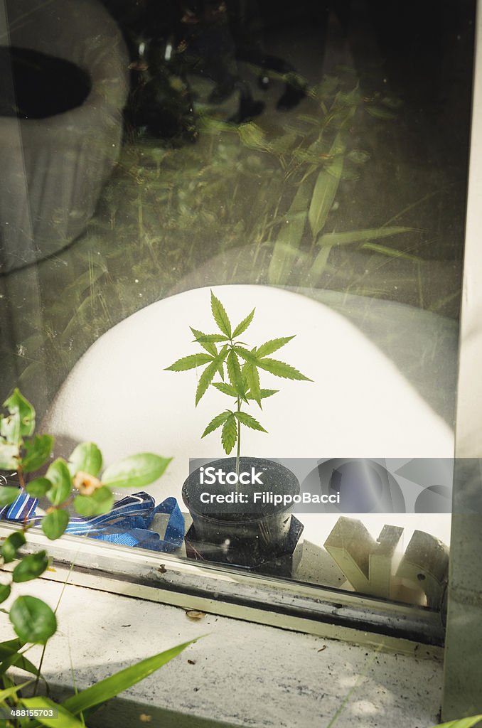 Marijuana Little Plant Cannabis Plant Stock Photo