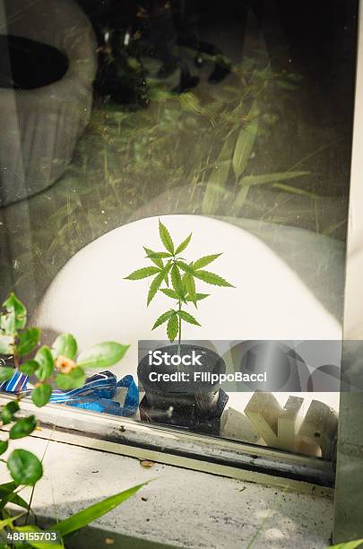 Marijuana Little Plant Stock Photo - Download Image Now - Cannabis Plant, Marijuana - Herbal Cannabis, Window