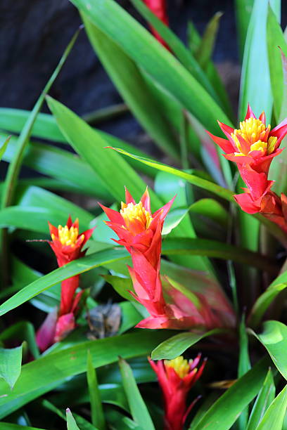 istock Aechmea fasciata  blossom in garden 488156025
