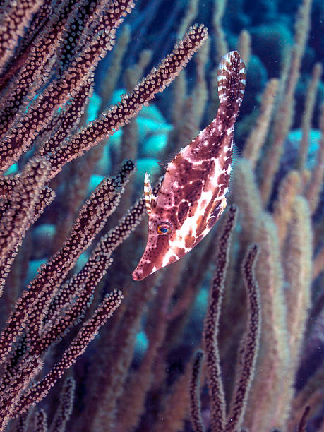 istock Slender Filefish,Monacanthus tuckeri 488156344