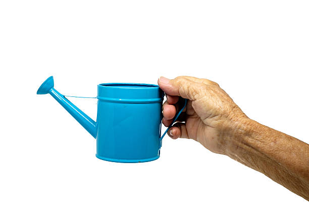istock Old woman hand with blue watering can isolated on white 488157020