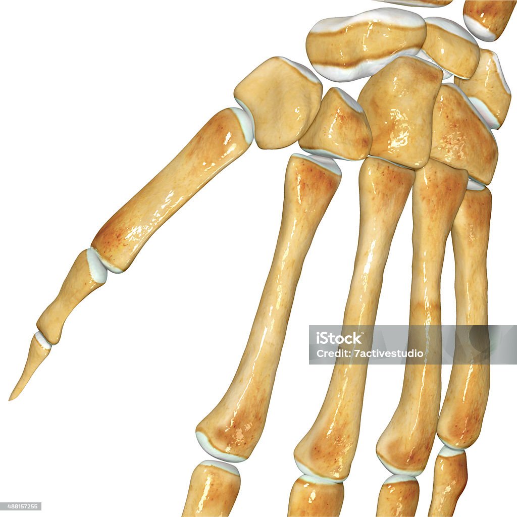 Skeleton wrist Skeleton wrist  is a collection of sciencepics Anatomy Stock Photo