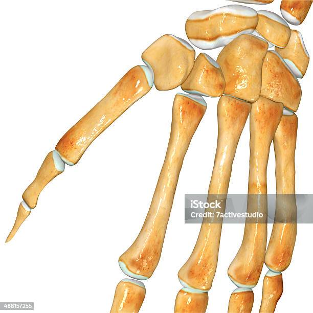 Skeleton Wrist Stock Photo - Download Image Now - Anatomy, Arthritis, Biology
