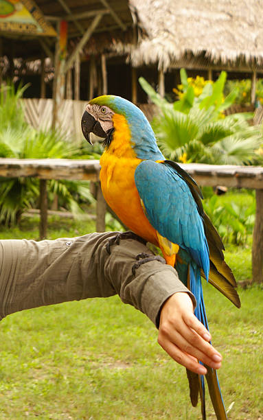 istock Blue and yellow macaw parrot sitting on hand 488158283