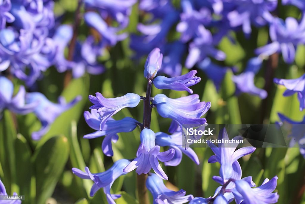 Hyazinthblau - Lizenzfrei Blau Stock-Foto