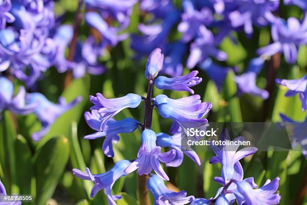 Hyazinthblau Stockfoto und mehr Bilder von Blau - Blau, Blume, Blumenbeet