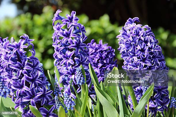 Hyazinthblau Stockfoto und mehr Bilder von Blau - Blau, Blume, Blumenbeet