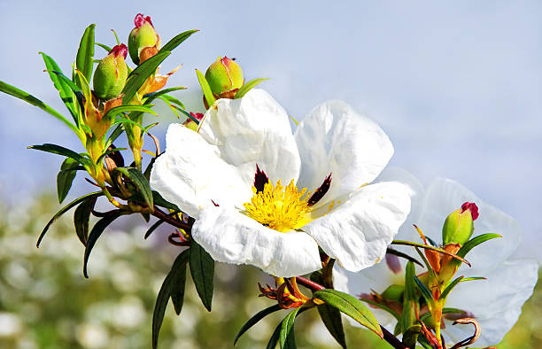 istock Gum rockrose - Cistus ladanifer 488159811