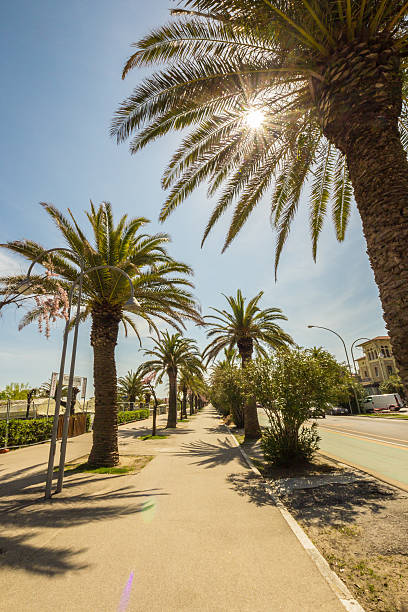 istock palms on the path in front of the sea, Italy 488159859