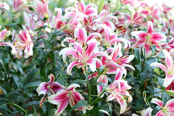 istock Lily flower blossom in garden 488160269