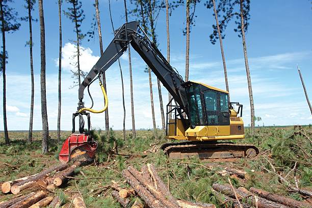 Hydraulic crawler excavator uses implement with saw to cut eucalyptus trees, deforest them and cut them into logs intended for the manufacture of pulp, paper and wooden furniture.