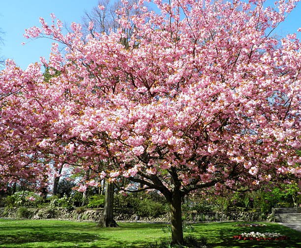 istock Blossom in the Park 488175233