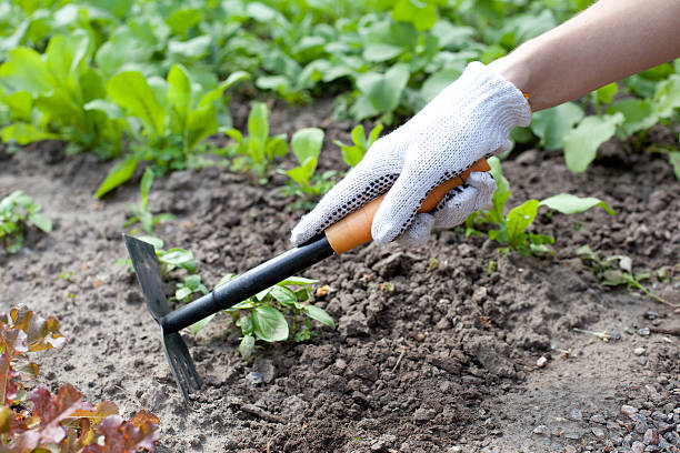 istock close up of hand with hoe 488175243