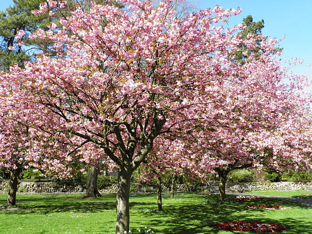 istock Trees of Pink 488175835