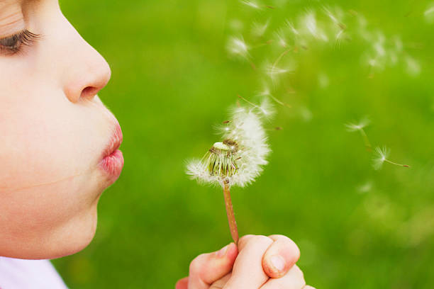 istock Little Girl with Dandelion 488176425