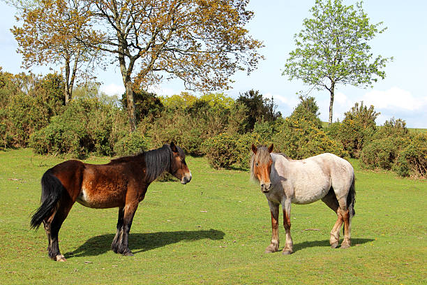 istock New Forest landscape image with two ponies in foreground 488176937