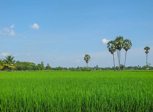 istock Rice field green grass with Sugar palm 488176979