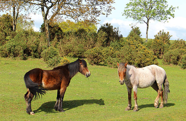 istock New Forest landscape image with two ponies in foreground 488176999