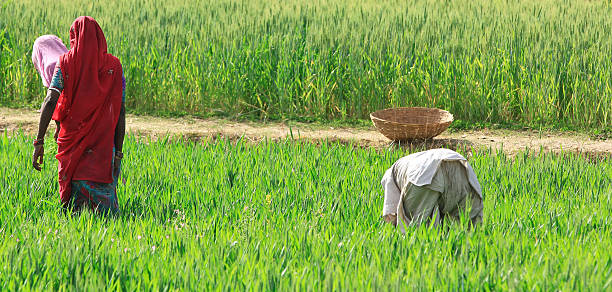 mulheres a agricultura - homegrown produce wheat organic crop imagens e fotografias de stock