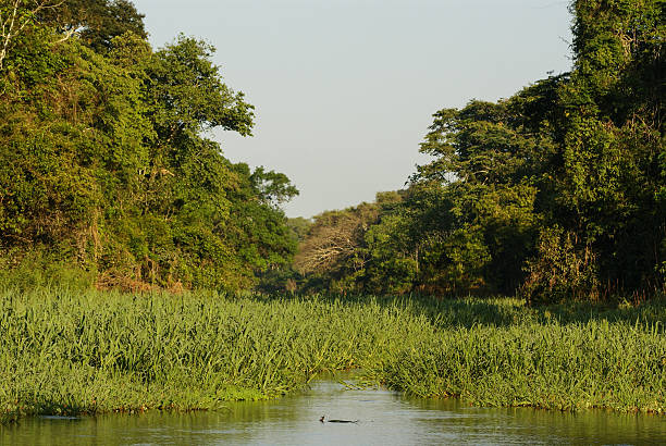 istock River and beautiful trees in a rainforest Peru 488177273