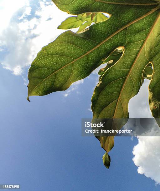 Palmnahaufnahme Stockfoto und mehr Bilder von Blatt - Pflanzenbestandteile - Blatt - Pflanzenbestandteile, Blattfiedern, Fotografie