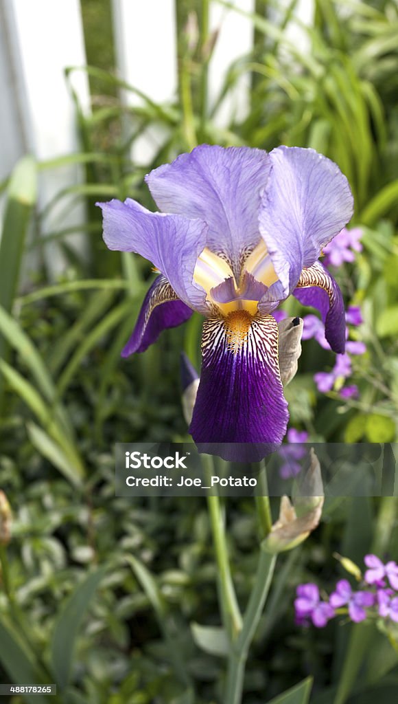 Iris Purple bearded iris. Vertical. Bearded Iris Stock Photo