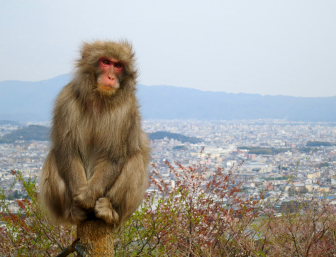 High-res shot of a Japanese Macague (Snow Monkey) sitting on a post. 