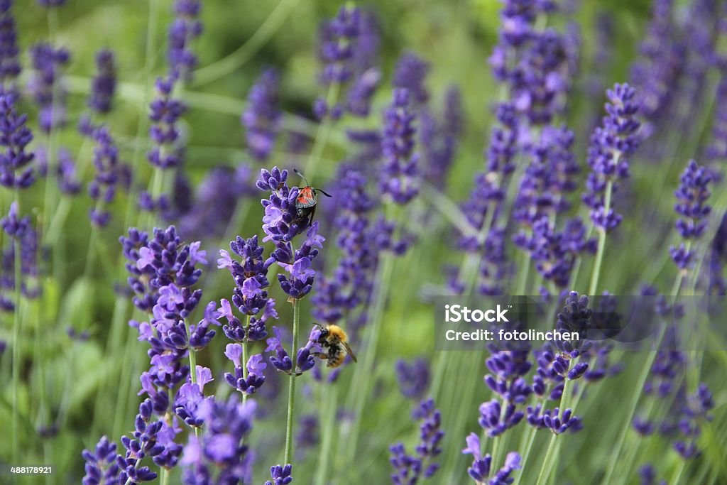 Lavendel Blumen - Lizenzfrei Blume Stock-Foto