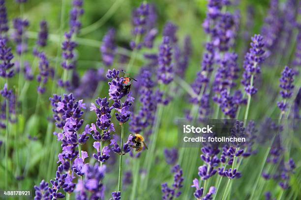 Lavendel Blumen Stockfoto und mehr Bilder von Blume - Blume, Blume aus gemäßigter Klimazone, Blumenbeet